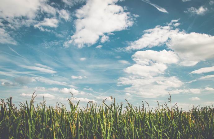 field of corn with clouds